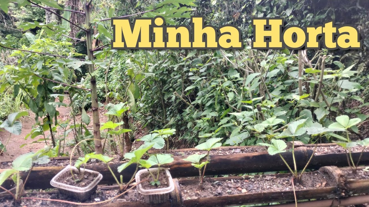 Minha Horta 