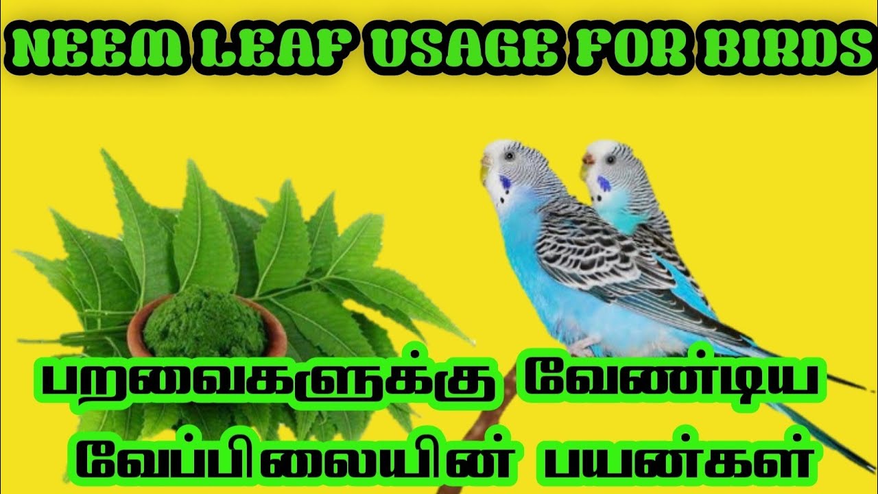 Neem Leaf Usages For Birds in Tamil || பறவைகளுக்கு வேண்டிய வேப்பிலையின் பயன்கள் || @TamilParavaiதமிழ்பறவை