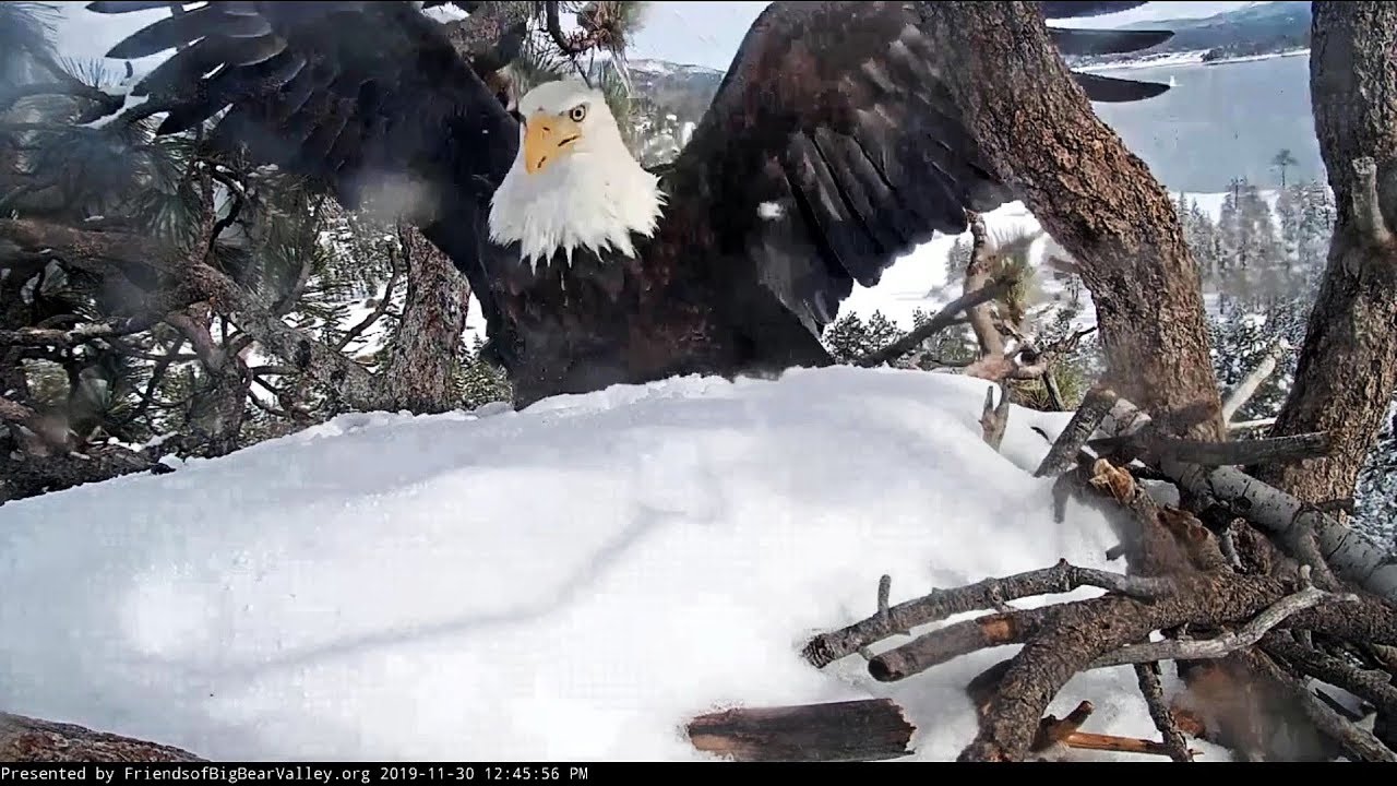 Big Bear Eagles~Jackie visit the nest~12:46 PM 2019/11/30
