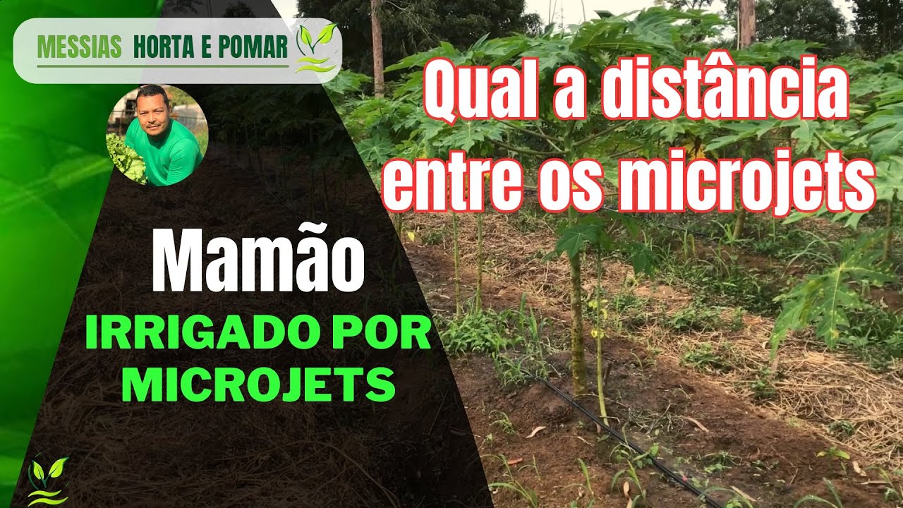 Como dimensionar os microjets na irrigação do Mamão 🤔