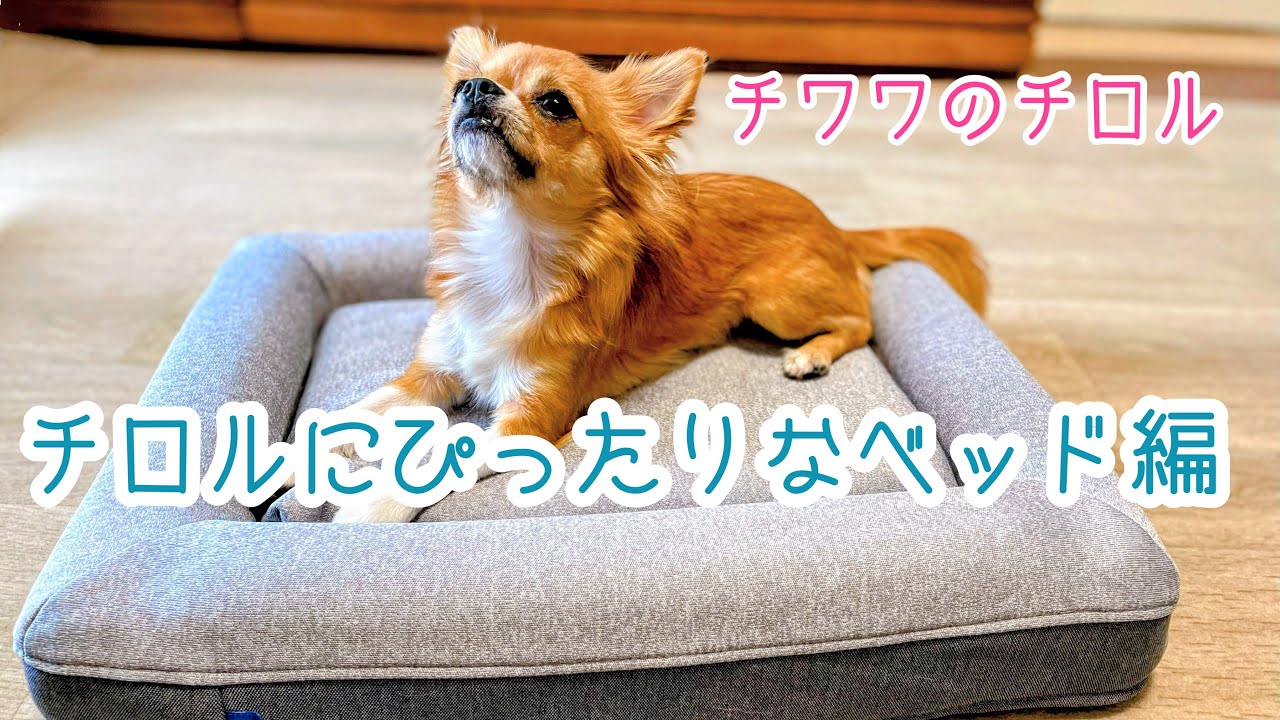 チロルにぴったりなベッド編　チワワのチロル