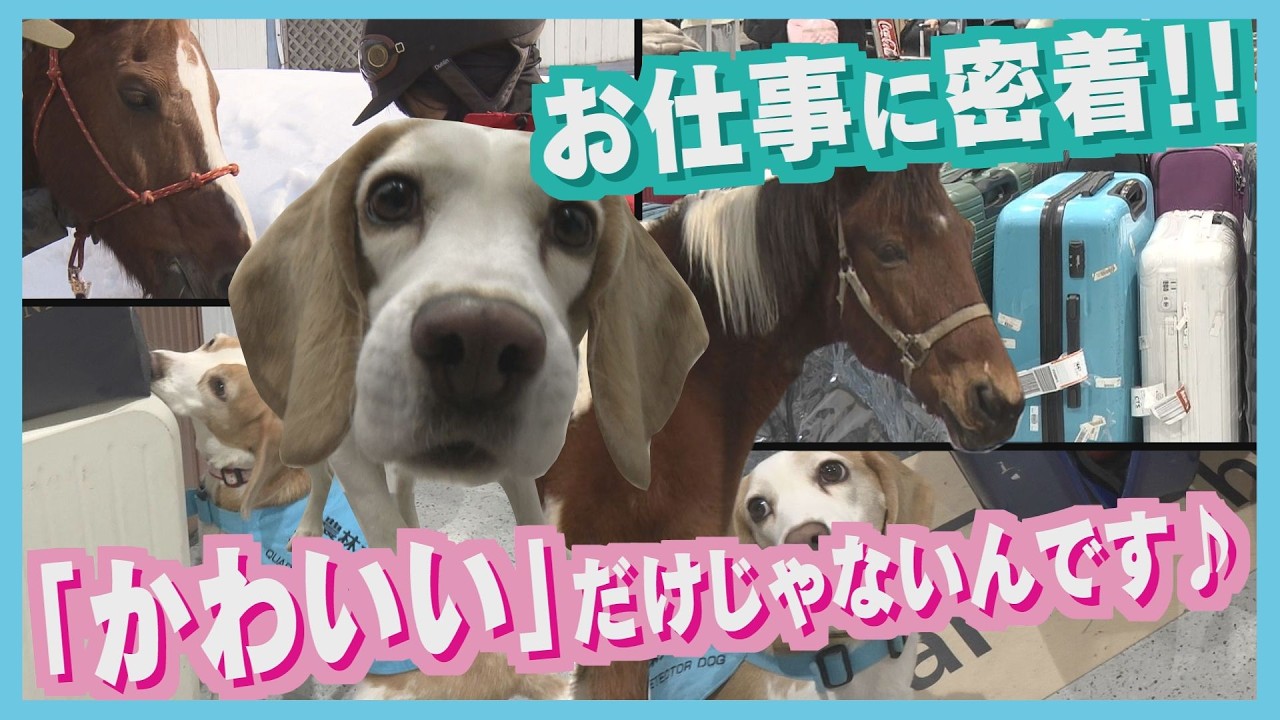 【密着】違反品をかぎ分ける…空港で活躍「検疫探知犬」食の安全を守る！心と体を癒すホースセラピーも