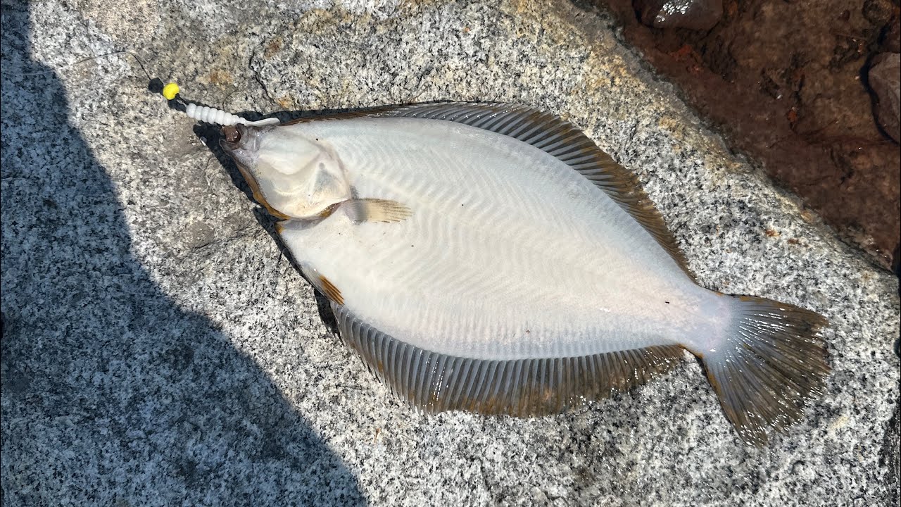 Winter flounder fishing in Gloucester Massachusetts 6-11-25