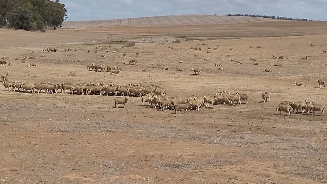 A trip to the countryside in South Africa is a hard place to get water. 남아프리카공화국 컨트리 여행가 물얻기 어려운 곳