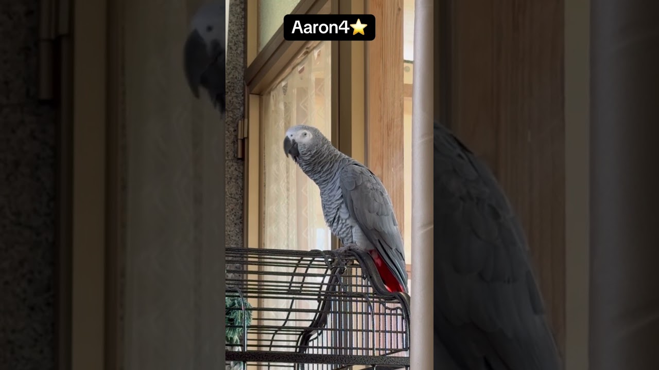 Aaron4, interagisco nel dialogo con papy ❤️