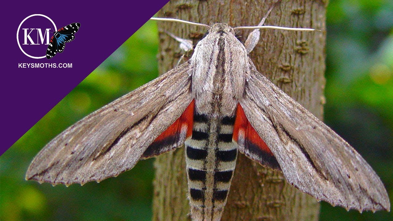 CATERPILLAR WITH HUGE CYCLOPS EYE - The Ello Sphinx Moth - Erinnyis ello