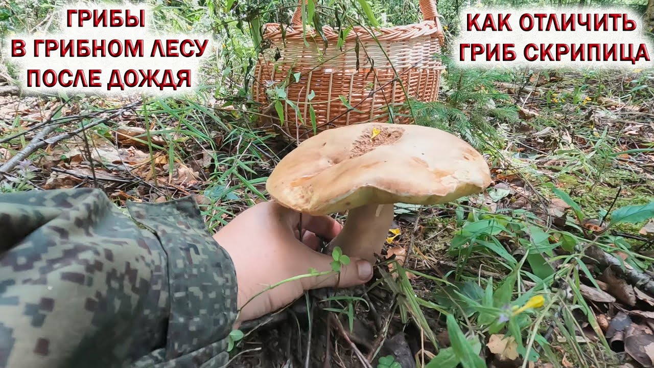 ❗ГРИБЫ в ГРИБНОМ ЛЕСУ после ДОЖДЯ.👉Как ОТЛИЧИТЬ гриб СКРИПИЦА. Готовлю ГРУЗДИ. Грибы 2023
