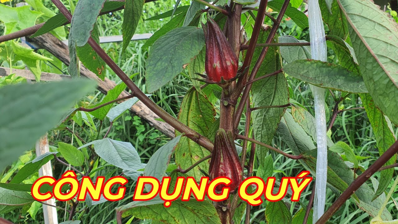 HOA BỤP GIẤM( ATISO ĐỎ) - CÔNG DỤNG TUYỆT VỜI  quý hơn  tiền triệu không thể bỏ qua