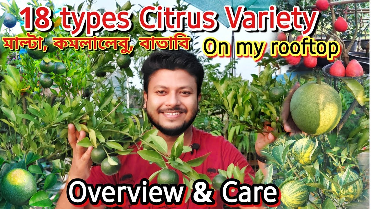 🍋🍊18 types of #Citrus Variety on my Roof Garden|আমার ছাদ বাগানে কি কি #লেবুজাতীয় গাছ রয়েছে?🍊🍋 #Malta