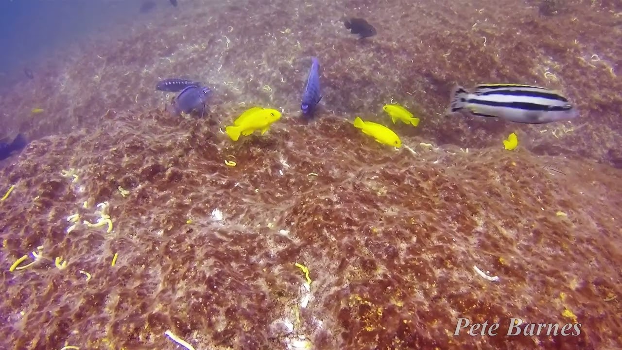 Pseudotropheus interruptus at Chiwi Rocks, Chizumulu