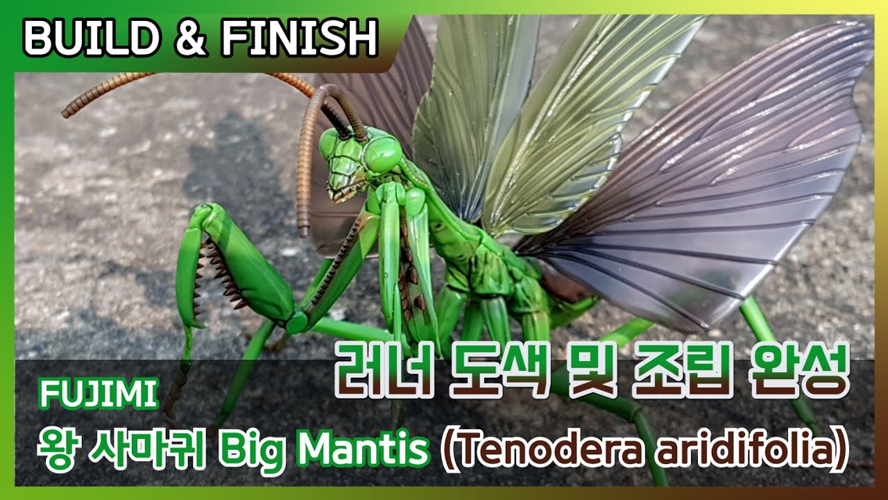 [FINISH] Fujimi 왕 사마귀 (Tenodera aridifolia) 러너 도색 및 조립 완성