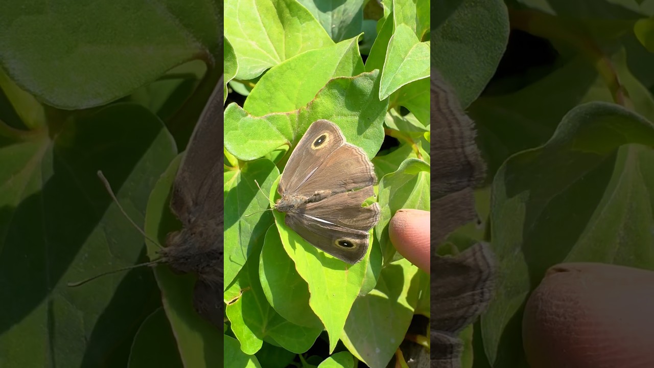 Бабочка 🦋😭