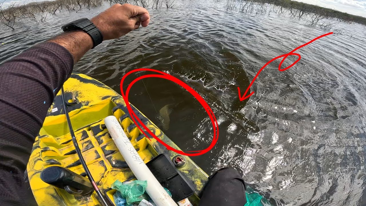 Quando a vara dobrou em C eu já sabia que não ia aguentar essa curimba Bruta!! 🎣🔥