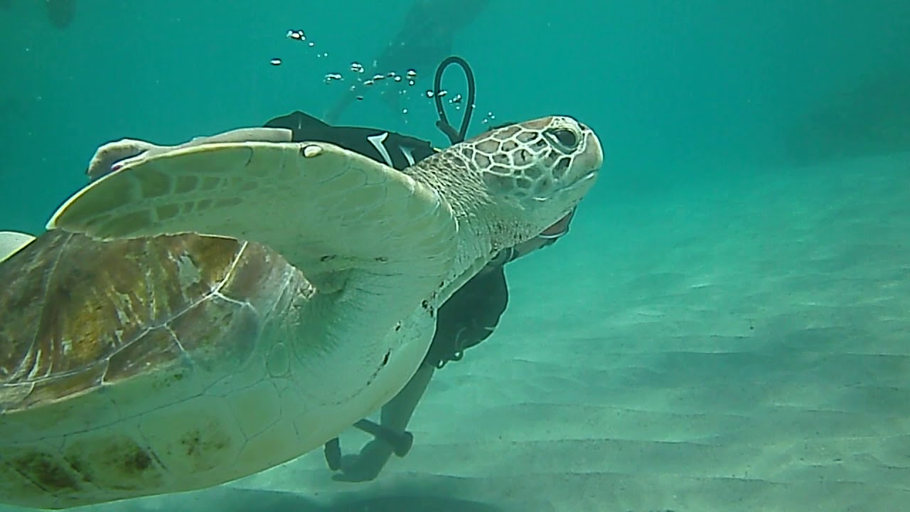 Ons duikavontuur in de Caribische Zee rondom Curacao in maart 2018