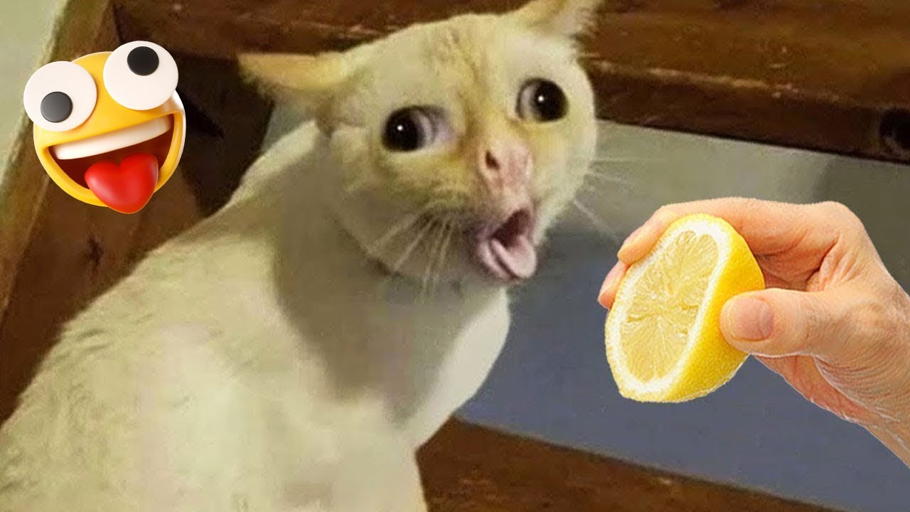 Funniest Cats Bathing😂| Funny Cats Compilation #20