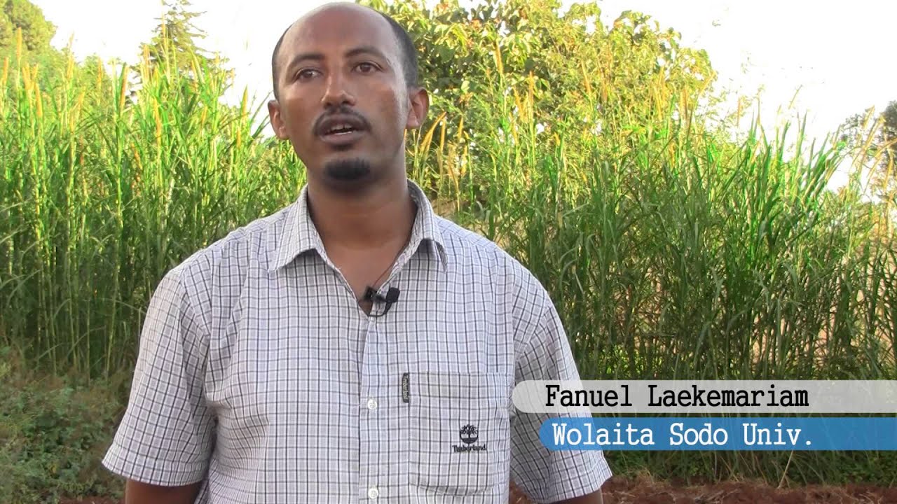 FRG Technical Advise Series - Lower Seeding Rate Teff using Seed Spreading