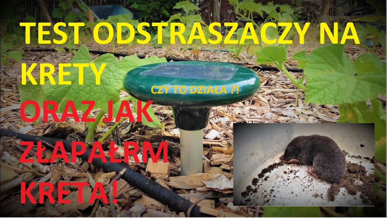 TEST ODSTRASZACZY NA KRETY ORAZ JAK ZŁAPAĆ KRETA!