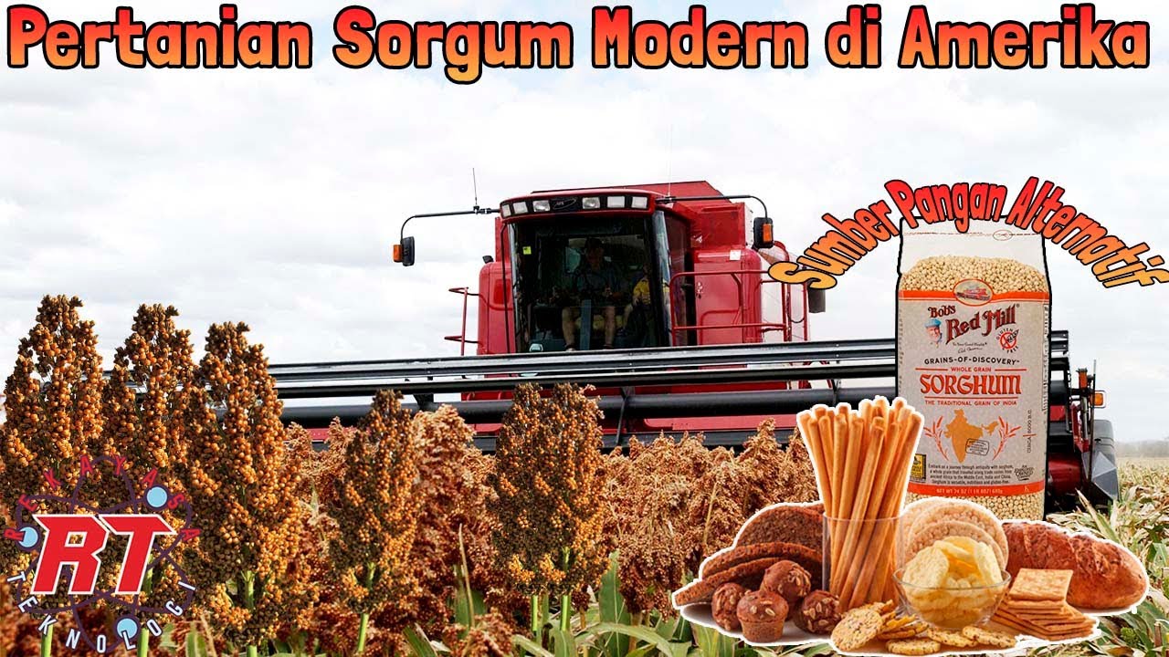 PERTANIAN SORGHUM MODERN AMERIKA | BUDIDAYA PANGAN PENGGANTI BERAS DAN JAGUNG