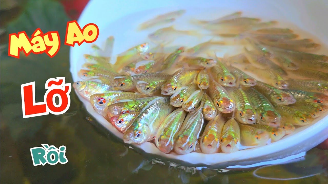 Lỡ Kế Hoạch Máy Ao - Đi Tát Vét Vệ Đê Được Hàng Chục Cân Cá Và Đòng Đong Thả Bể / Quế Nghịch