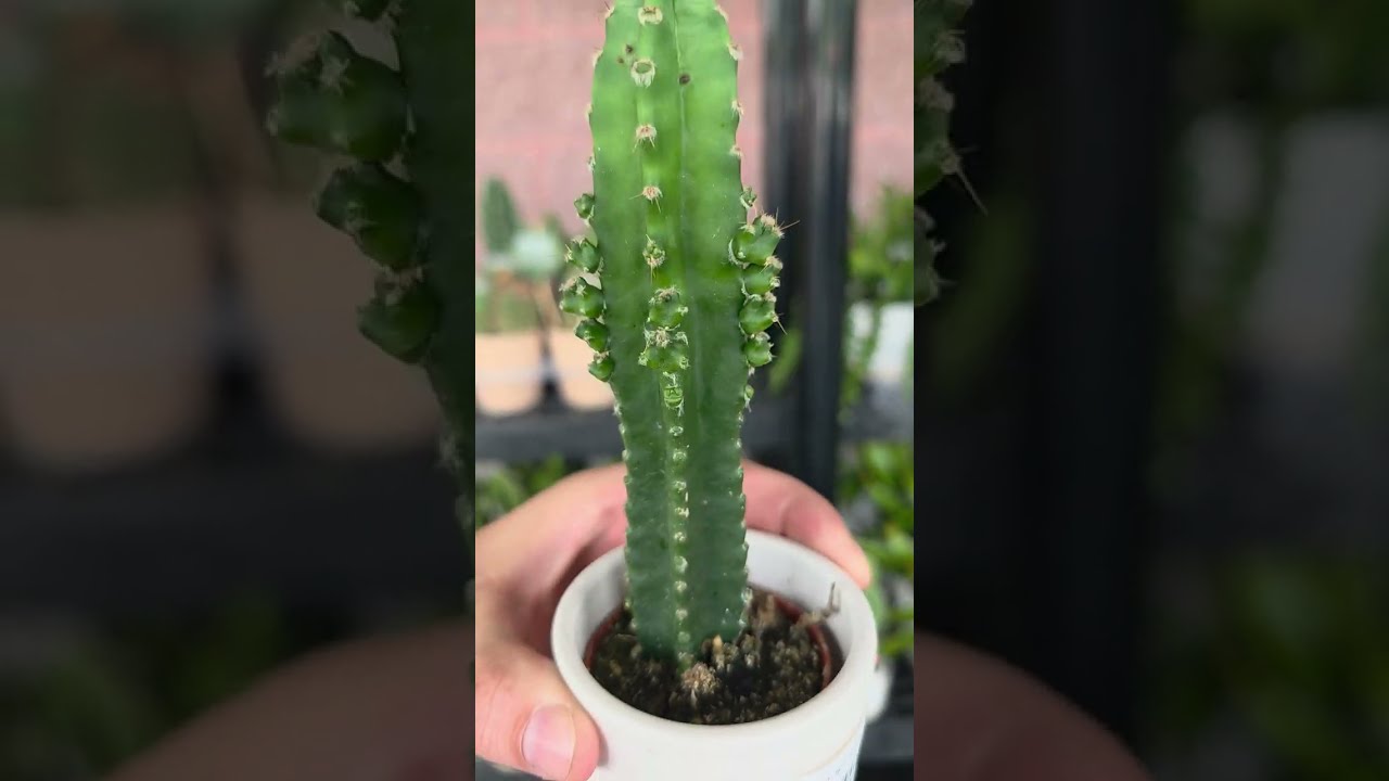 Fabulous 🌵 Cactus 🌵 Arrival with Plainview Pure
