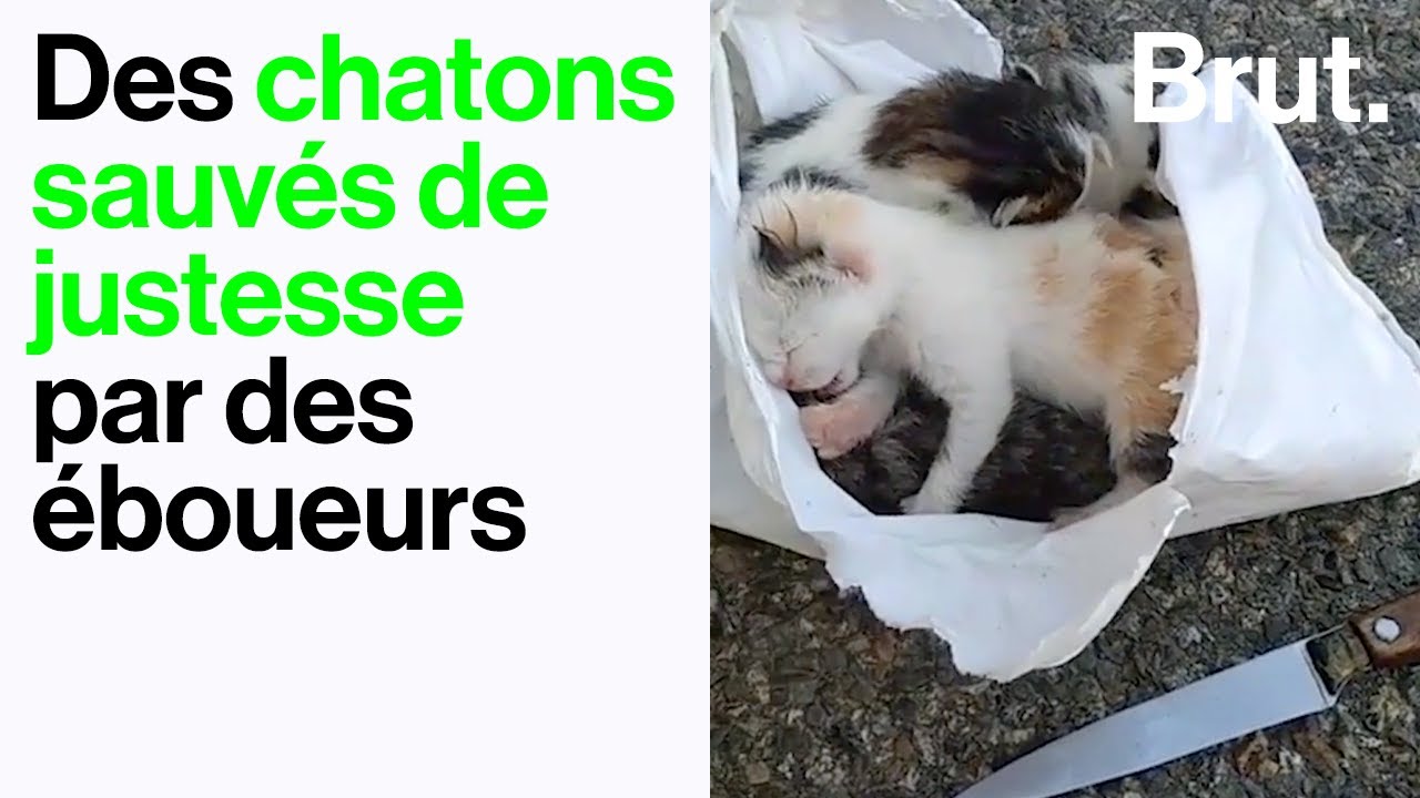 Des chatons sauvés de justesse par des éboueurs
