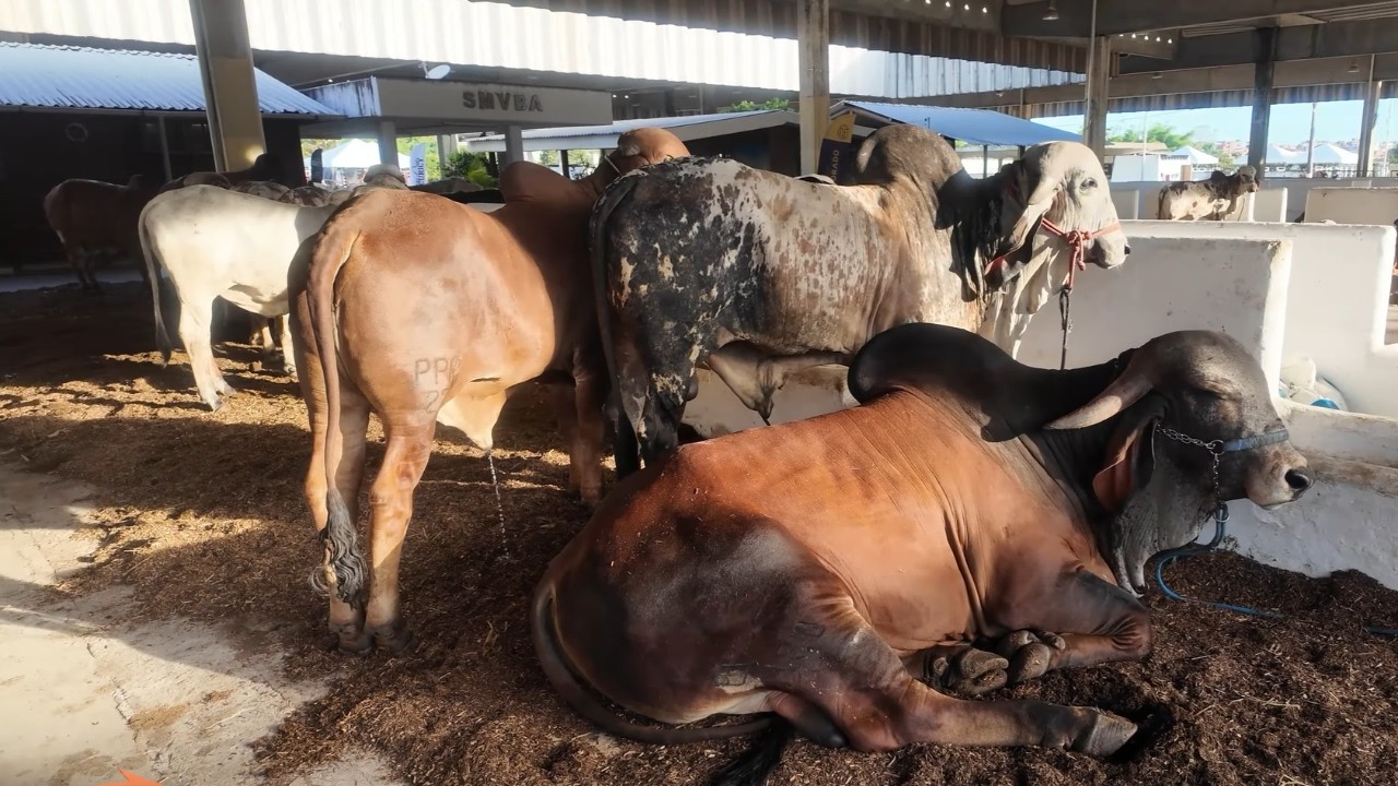 SALVADOR BAHIA - PARQUE DE EXPOSIÇÕES  FENAGRO: Agronegócio, Cultura e Lazer
