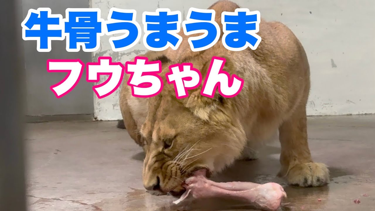 牛骨うまうまフウちゃん