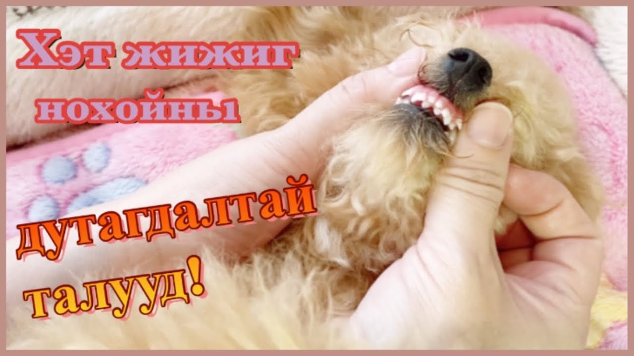 Хэт жижиг нохойны дутагдалтай талууд!