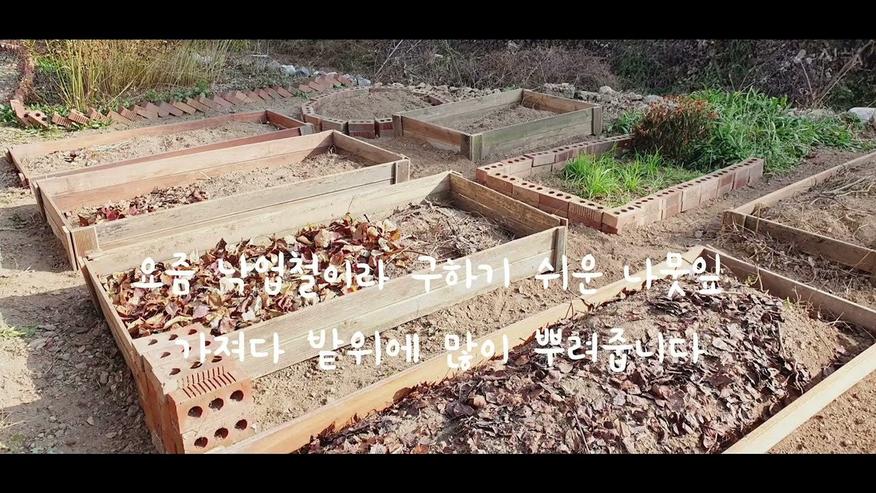 퍼머컬처를 알고 난 후에 달라진 텃밭 모습#Permaculture#지속가능한농사#밭두둑#틀밭#낙엽#멀칭#텃밭#다가구주택