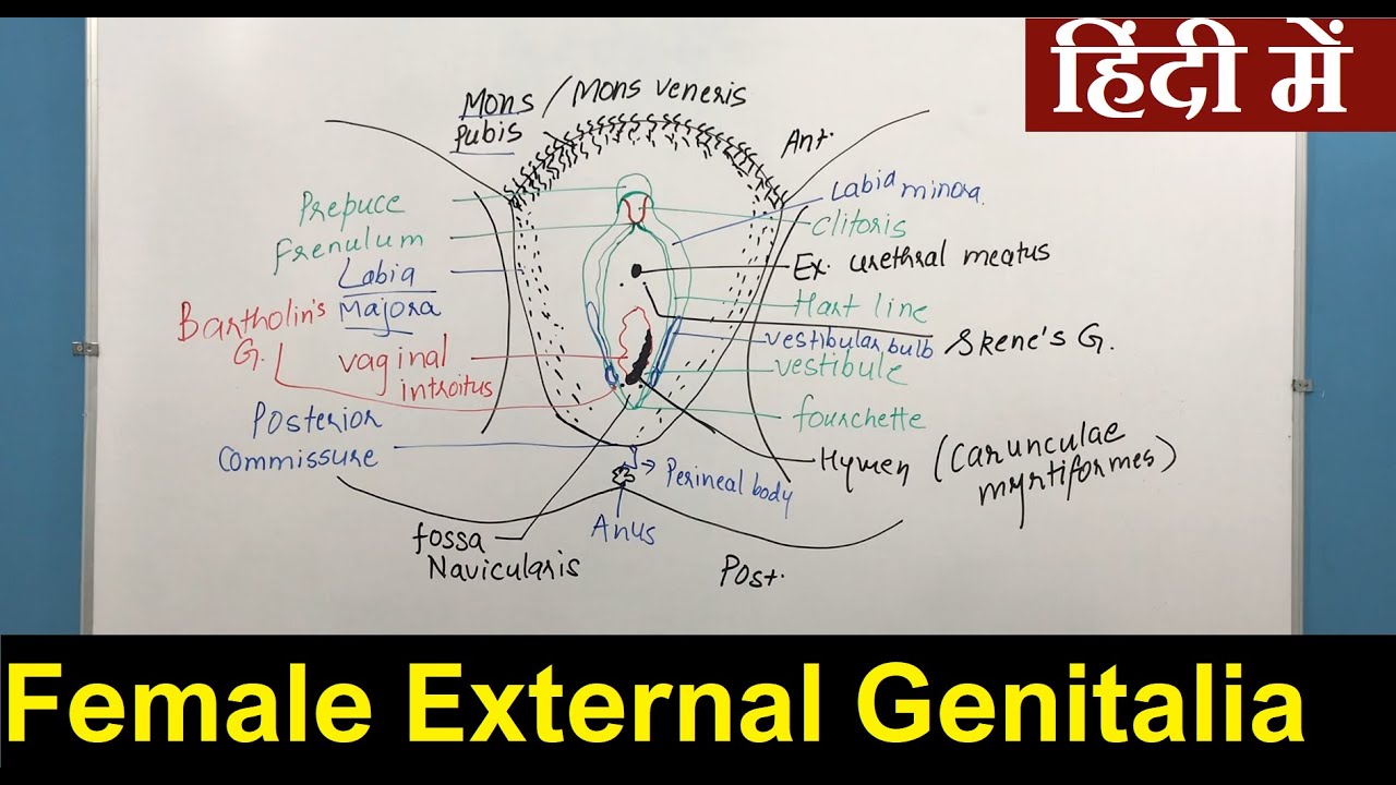 Female External Genitalia in Hindi (हिन्दी) | Nursing Lecture