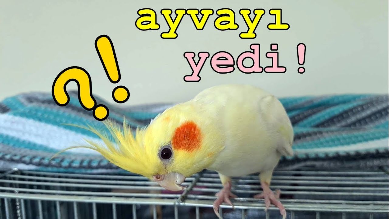 Müjde! Kürdan yeniden baba oldu! 🐣