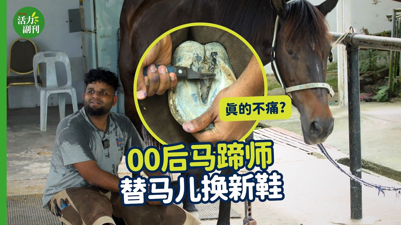 大马00后马蹄师 给马钉蹄铁真的不痛？本地马从哪里来？#活力副刊