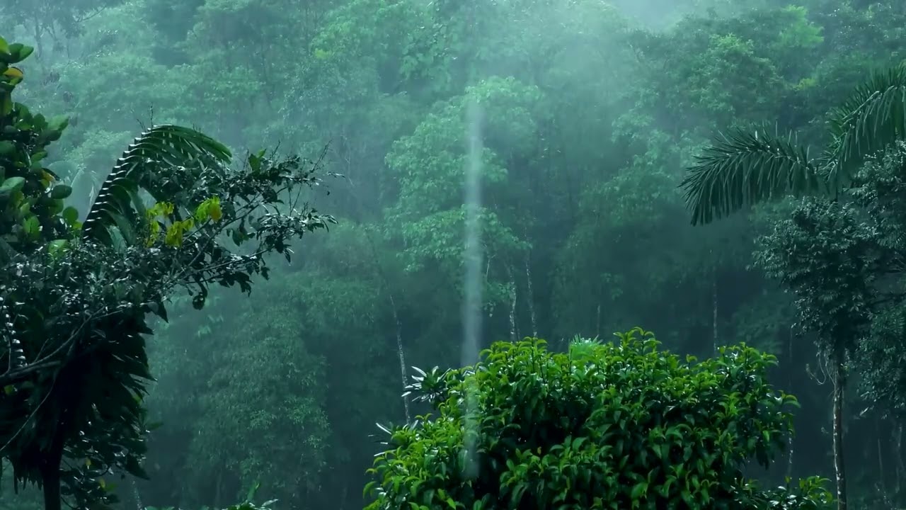 Tropical Rainforest Rain Sounds | Heavy Rain on Tree Canopy & Large Leaves for Sleeping (10 Hours)