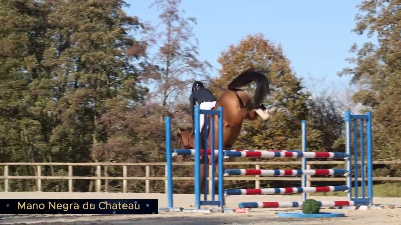 Mano Negra du Château 3yo www.extrahorses.com