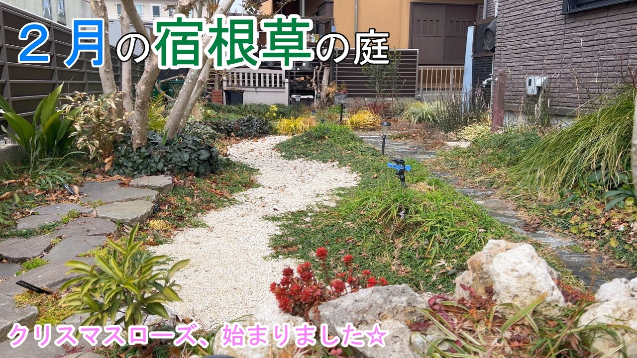 ２月の宿根草の庭の散策