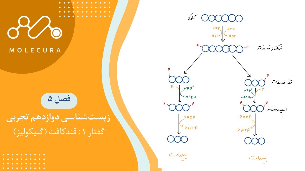 زیست شناسی دوازدهم تجربی - فصل پنجم - گفتار ۱: قندکافت (گلیکولیز)