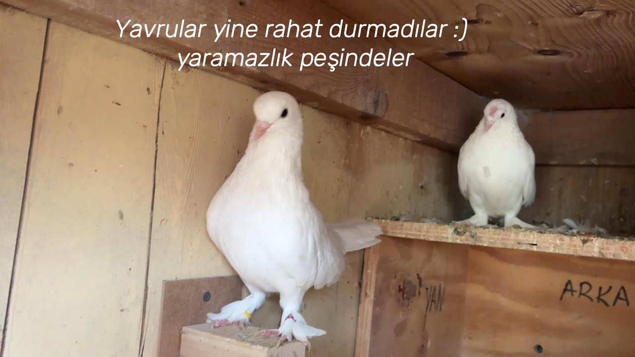 Yavru beyazlar şımarıklık yapmaya başladılar 😤Kuşlar hala tüyde 😮| Kümes Vlog 🕊️