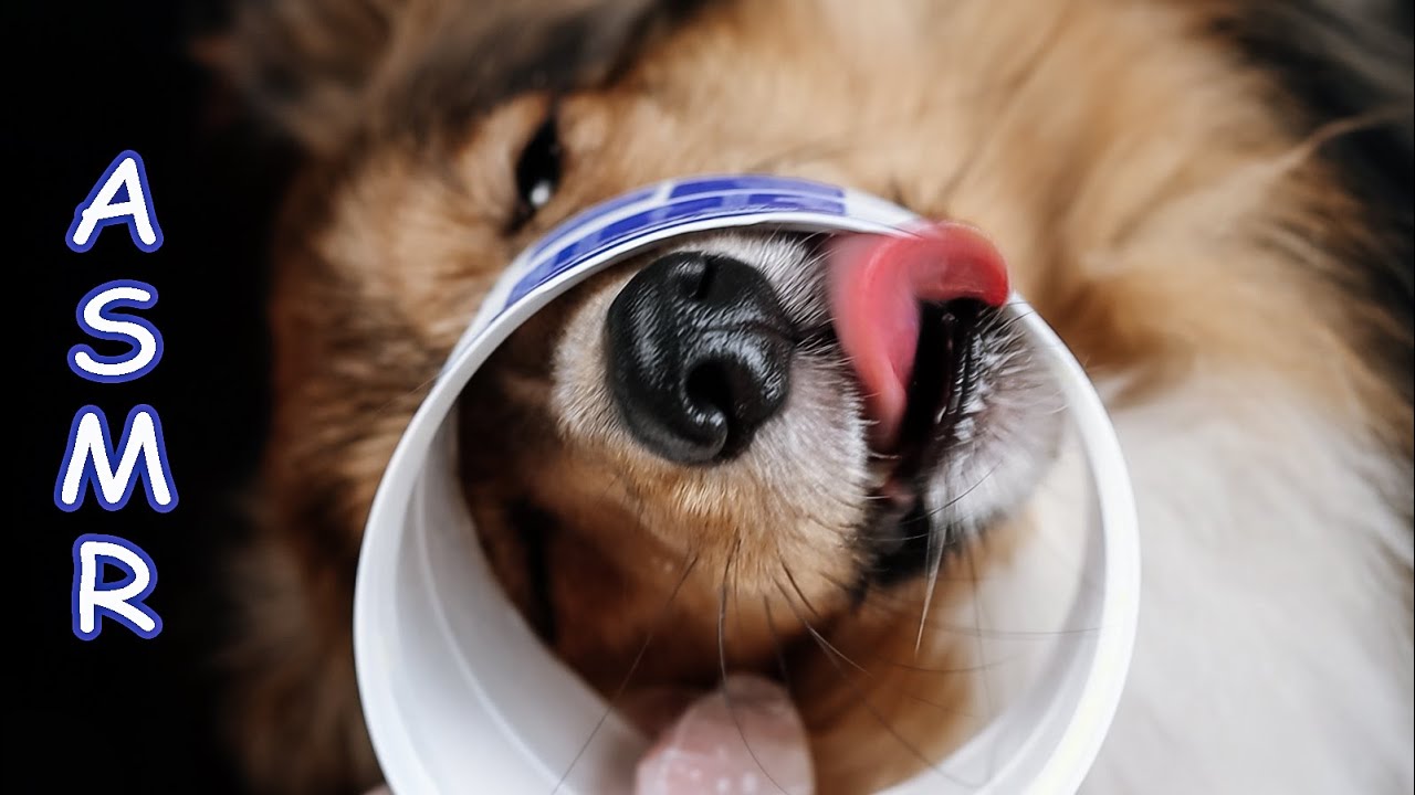 Second Best ASMR Dog In The World ? #satisfying