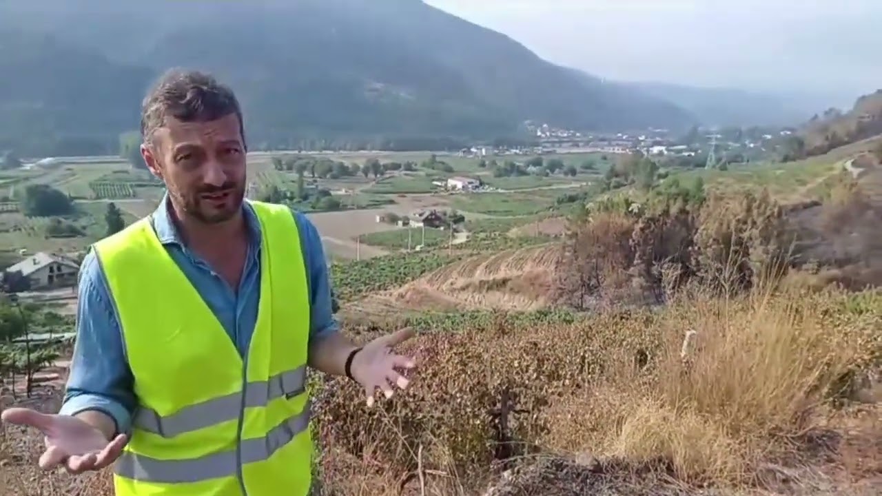 La vendimia empieza en la Galicia de los incendios: 