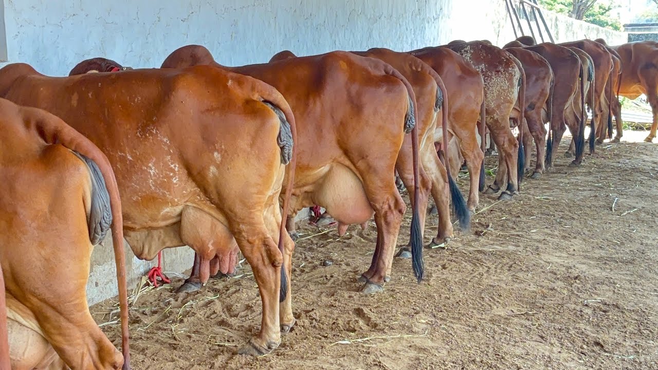 गुजरात की गीर गाय यहां से खरीदे !! Gir Cow For Sell #Gircow (9511592301)