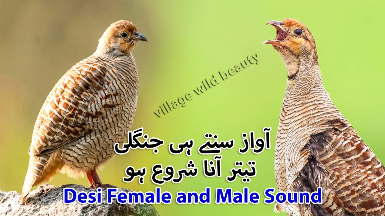 Jungle me Lagany wali Awaz | Desi Female and Male Partridge Hunting Sound | Jungle Female Sound