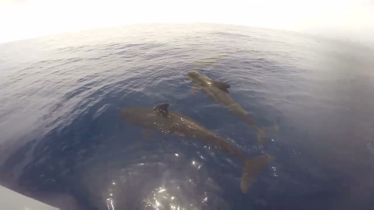 Pilot Whales - Roatan 2022