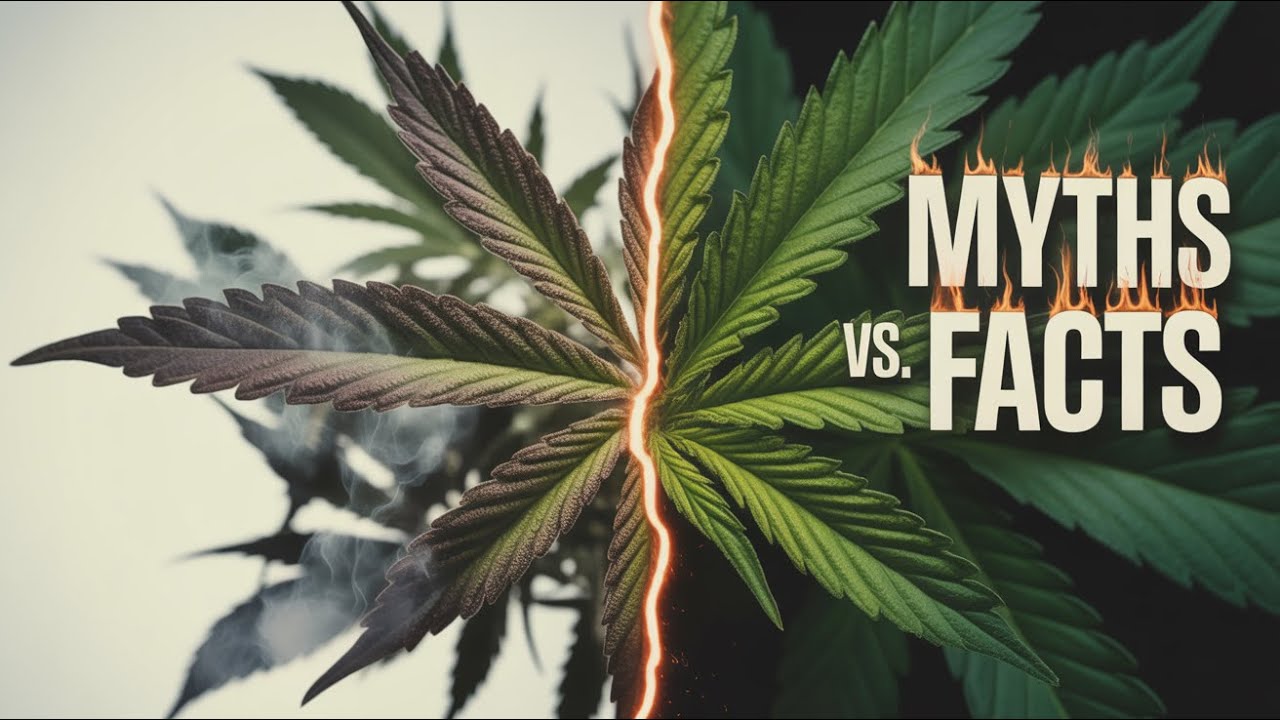 15 Weed Myths That Are Totally WRONG