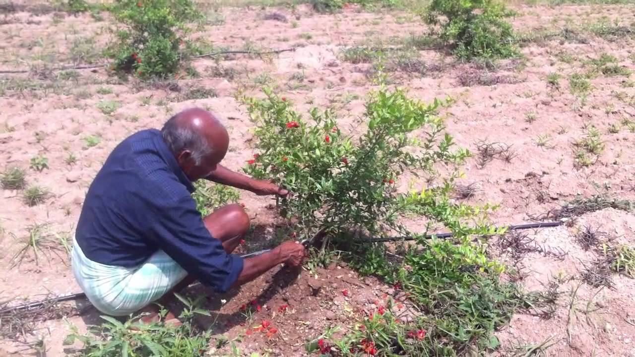 Abhaya Farms - Pomegranate Pruning at 4 months