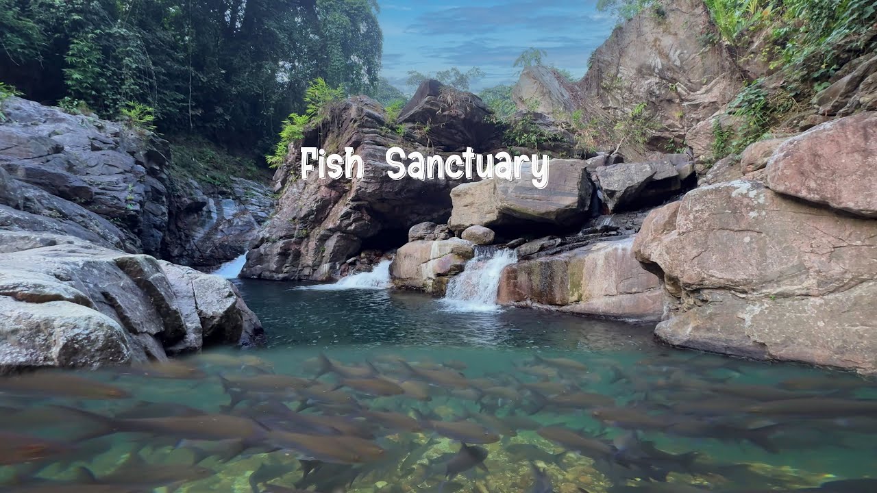 Jadisil Fish Sanctuary: Friends, Native Fish, and Underwater Beauty 🐟