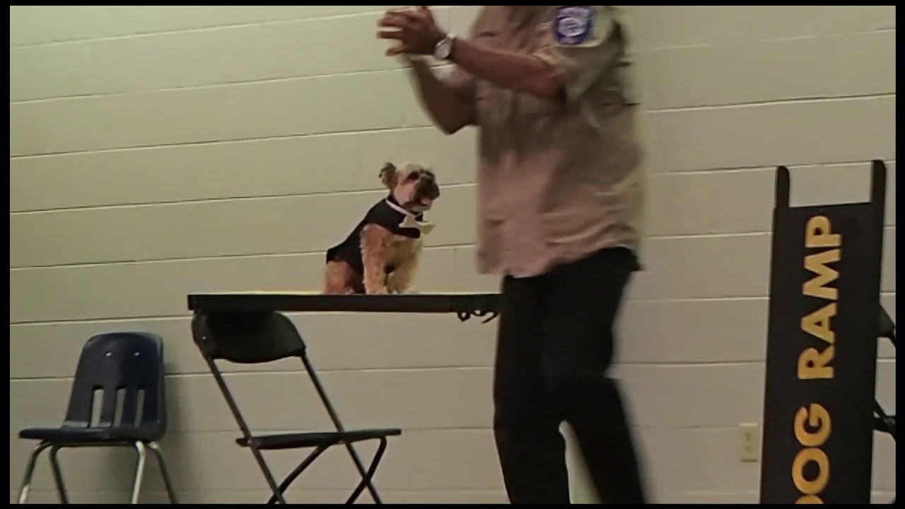 DOG TRICKS & MAGIC TRICKS....Elementary SCHOOL Magic SHOW