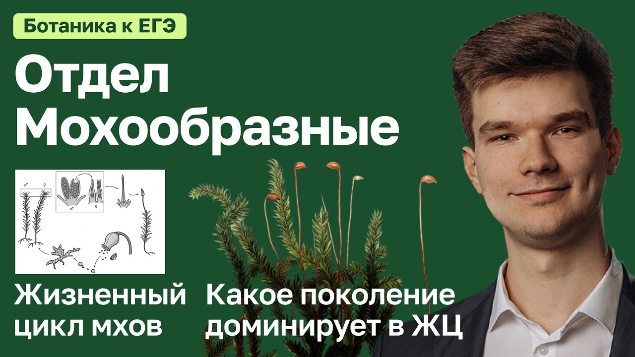 7.40. Отдел Мохообразные | Ботаника к ЕГЭ | Георгий Мишуровский