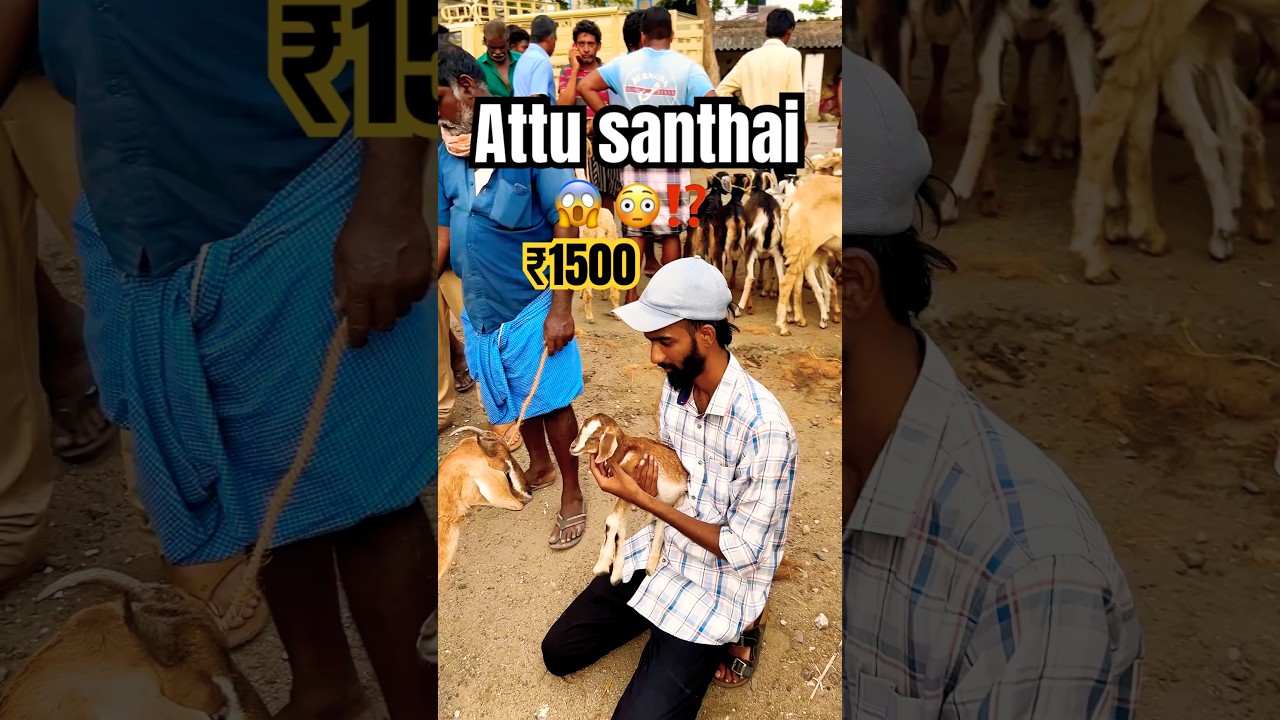 💢attu santhai 🔥 Muthur goat market ⁉️#goatmarketindia #goatmarkettamilnadu