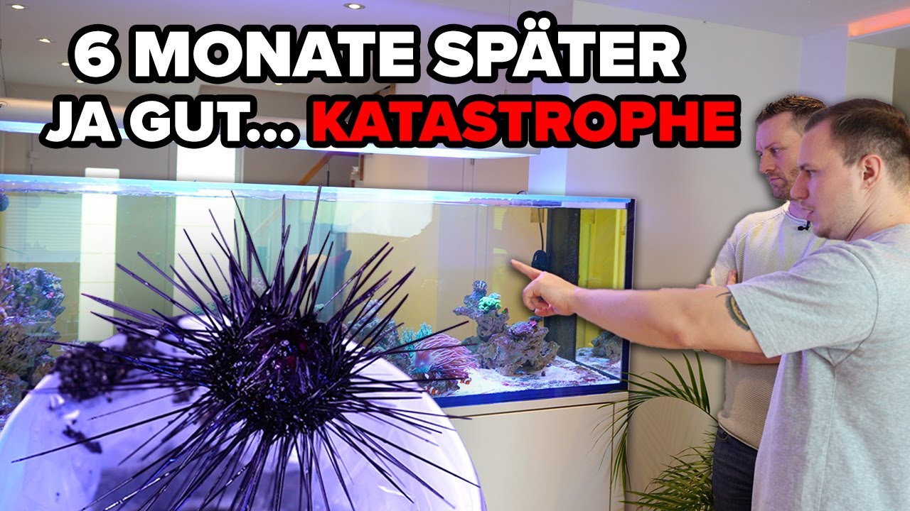 KATASTROPHE in Dustin's 1000 LITER Aquarium - 6 Monate nach dem Start