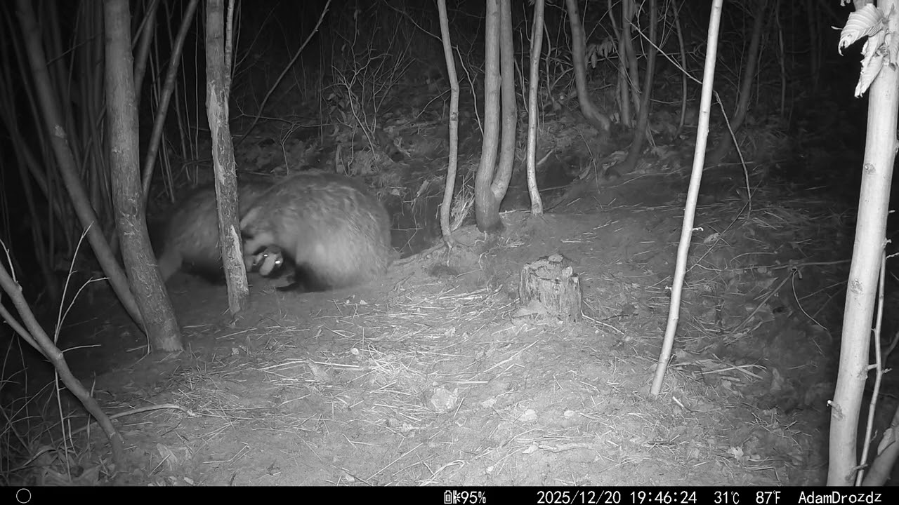 Zachowania borsuków 🦡
